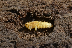 zwartkopvuurkever (pyrochroa coccinea) 4-2023 7496